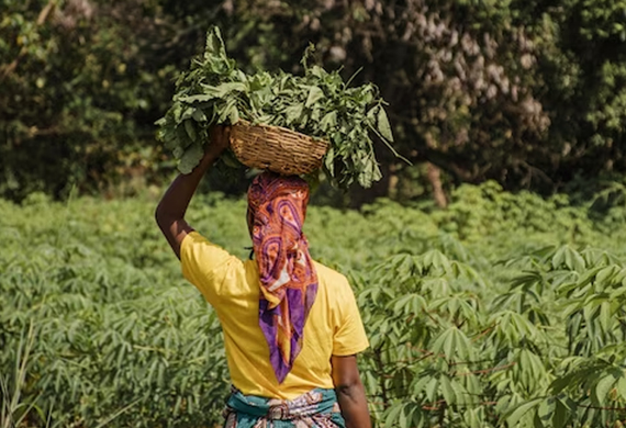 Indian Government to Double annual Pay for Female Landowner Farmers