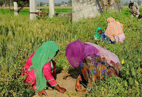 Horticulture Department, Jammu, inaugurates 1 month fruit processing training for women farmers at Dansal